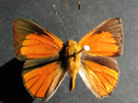 Adult Male Upper of Copper Jewel - Hypochrysops apelles apelles